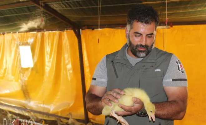 Arıcaklı Genç izlediği videodan etkilenerek Köyünde kaz çiftliği kurdu